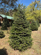 7' 3" Choose and Cut Turkish Fir, 52" Base