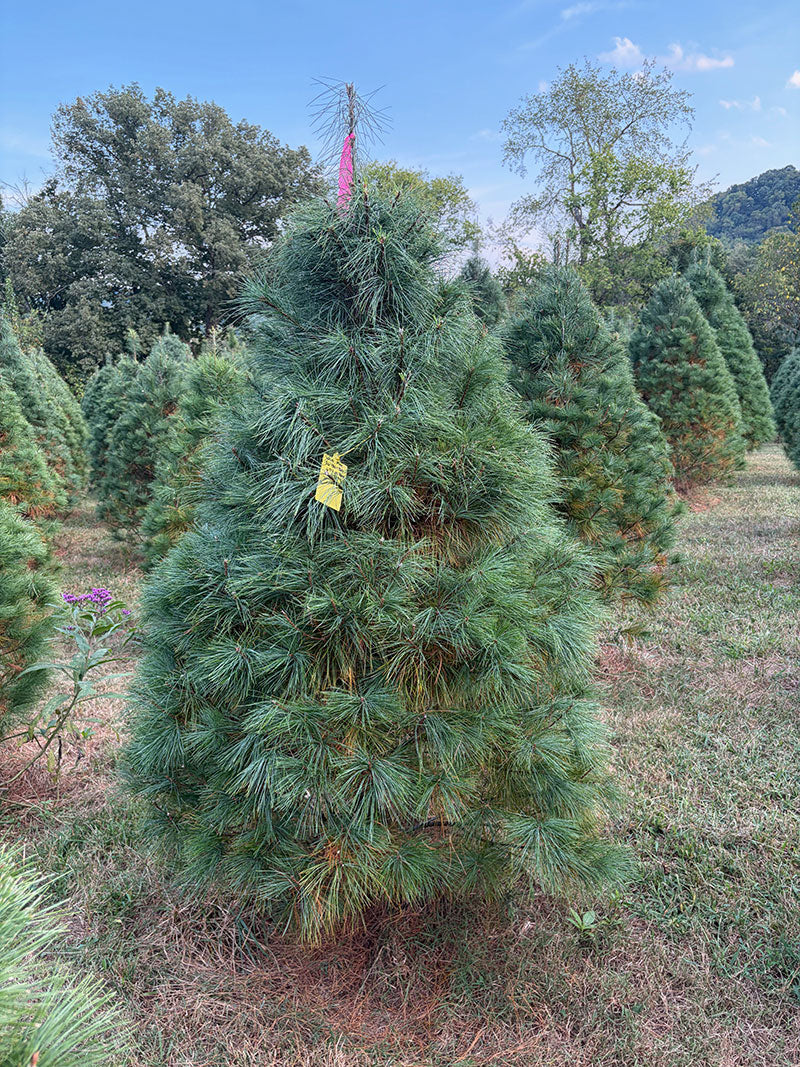 6' 7" Ball and Burlap White Pine, 45" Base