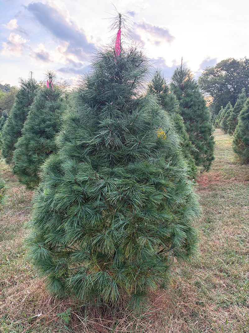 6' 7" Ball and Burlap White Pine, 45" Base