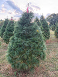 6' 7" Ball and Burlap White Pine, 45" Base
