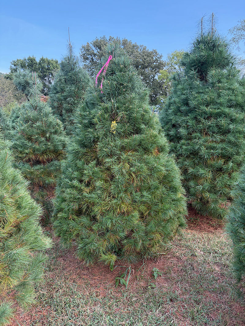 7' 5" Ball and Burlap White Pine, 63" Base
