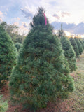 7' 5" Ball and Burlap White Pine, 63" Base