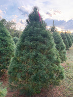 7' 5" Ball and Burlap White Pine, 63" Base