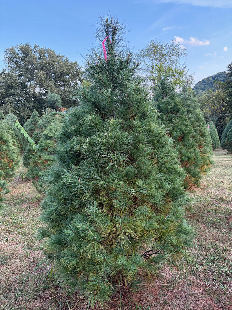 6' 7" Ball and Burlap White Pine, 47" Base