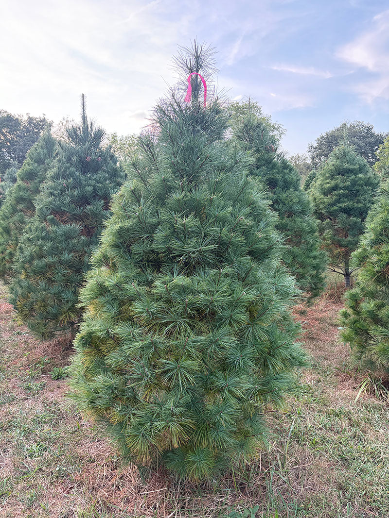 6' 7" Ball and Burlap White Pine, 47" Base
