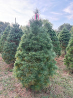 6' 7" Ball and Burlap White Pine, 47" Base
