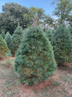 7' 3" Ball and Burlap White Pine, 58" Base