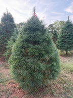 7' 3" Ball and Burlap White Pine, 58" Base