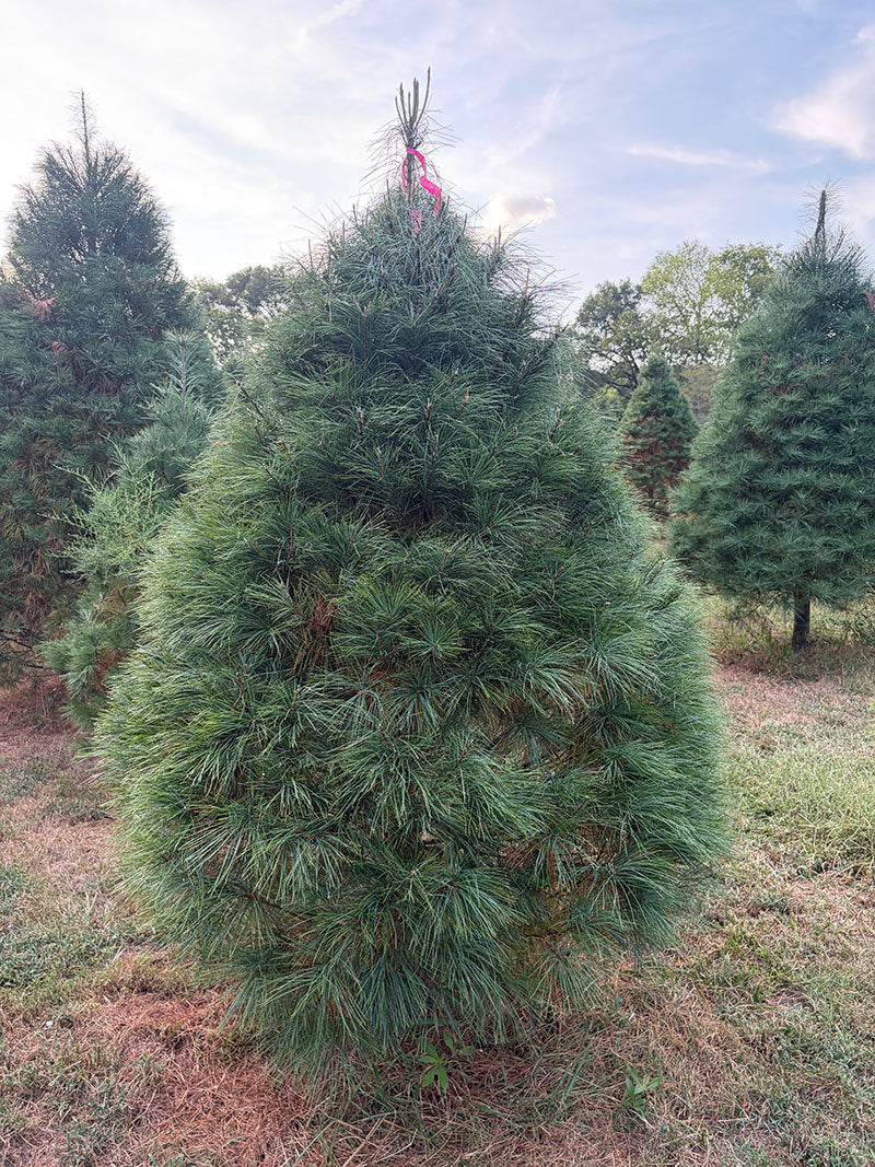 7' 3" Ball and Burlap White Pine, 58" Base