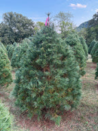 7' 4" Ball and Burlap White Pine, 52" Base