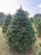 7' 4" Ball and Burlap White Pine, 52" Base