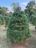 7' 4" Ball and Burlap White Pine, 58" Base