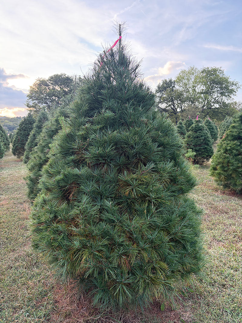 7' 4" Ball and Burlap White Pine, 58" Base