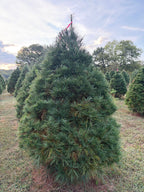 7' 4" Ball and Burlap White Pine, 58" Base