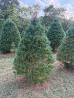 6' 11" Ball and Burlap White Pine, 52" Base