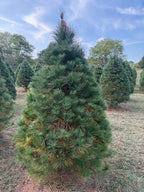 6' 11" Ball and Burlap White Pine, 52" Base