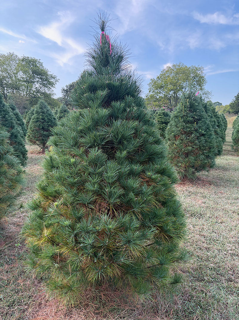 6' 11" Ball and Burlap White Pine, 52" Base