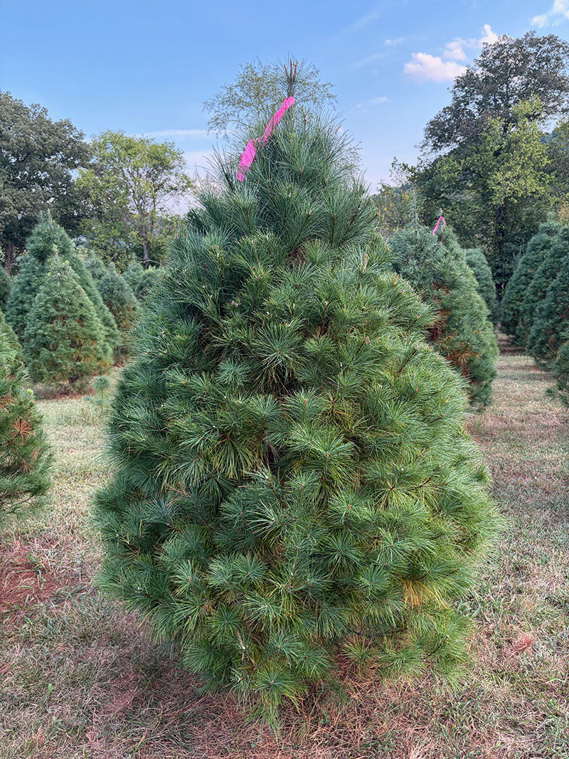 6' 7" Ball and Burlap White Pine, 55" Base