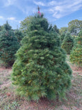6' 7" Ball and Burlap White Pine, 55" Base