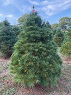 6' 7" Ball and Burlap White Pine, 55" Base