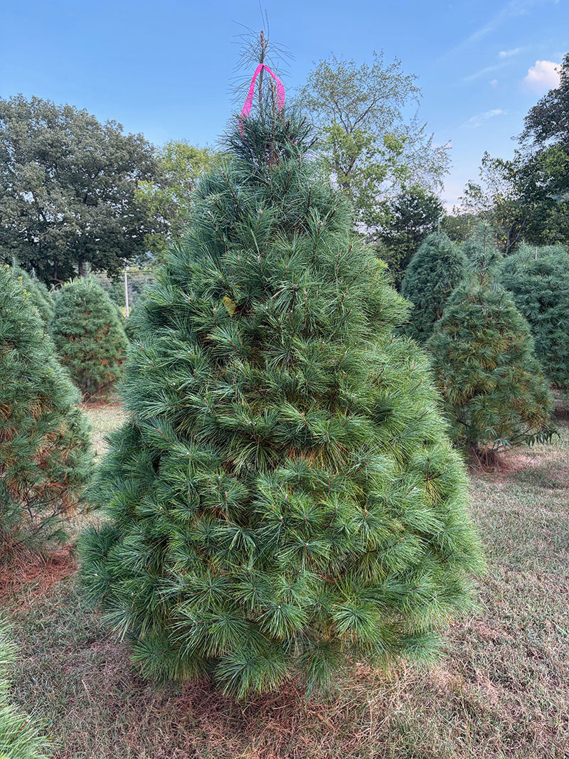 7' 5" Ball and Burlap White Pine, 56" Base
