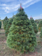 7' 5" Ball and Burlap White Pine, 56" Base