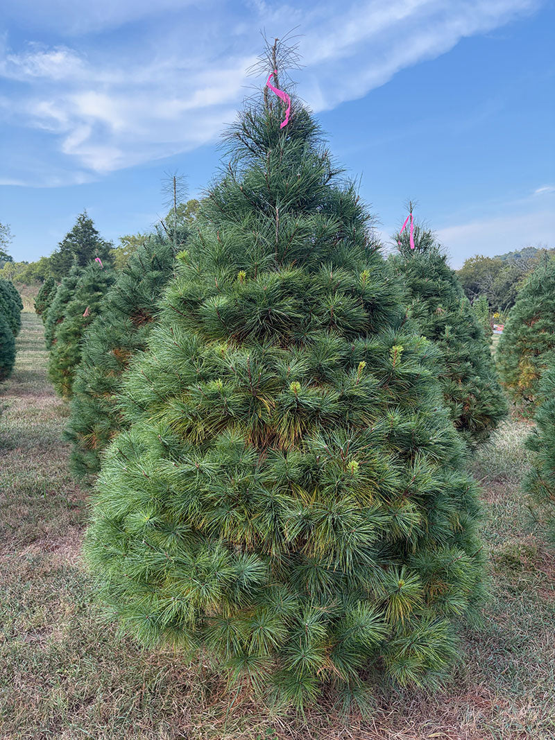 7' 5" Ball and Burlap White Pine, 56" Base