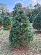 6' 6" Ball and Burlap White Pine, 49" Base