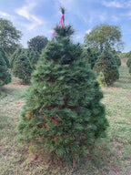 6' 6" Ball and Burlap White Pine, 49" Base