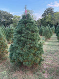 7' 2" Ball and Burlap White Pine, 54" Base