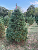 7' 2" Ball and Burlap White Pine, 54" Base