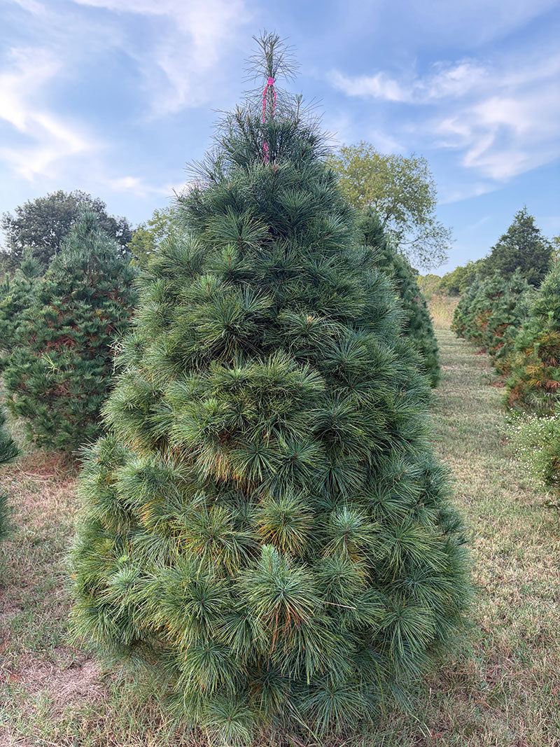 7' 2" Ball and Burlap White Pine, 54" Base