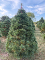 7' 2" Ball and Burlap White Pine, 54" Base