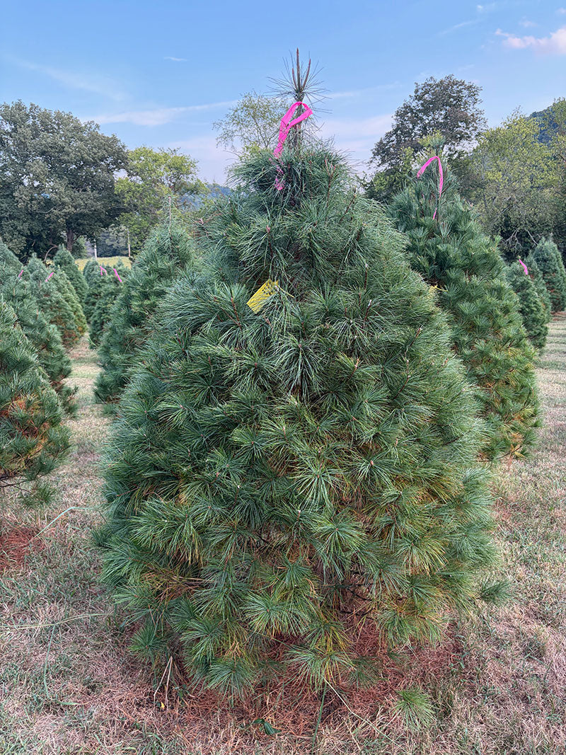 6' 9" Ball and Burlap White Pine, 57" Base