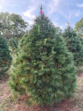 6' 9" Ball and Burlap White Pine, 57" Base