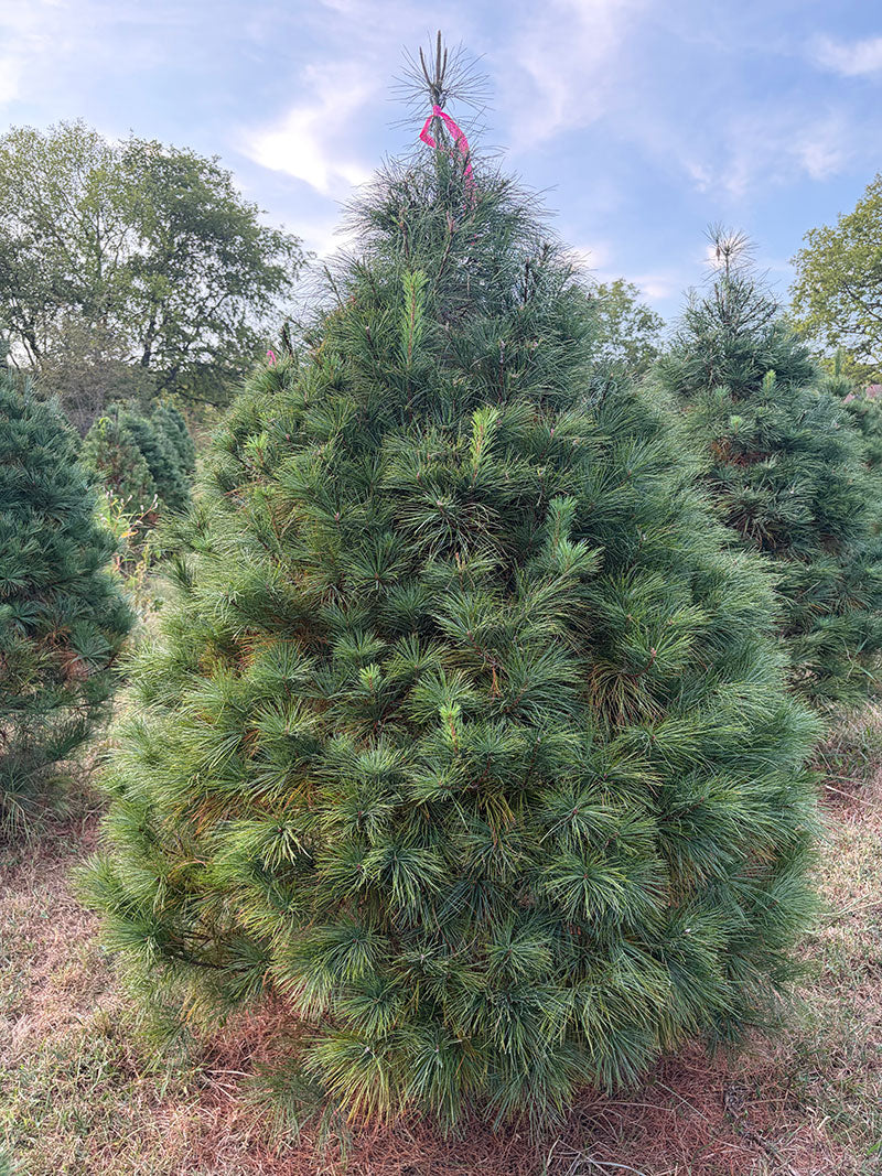 6' 9" Ball and Burlap White Pine, 57" Base