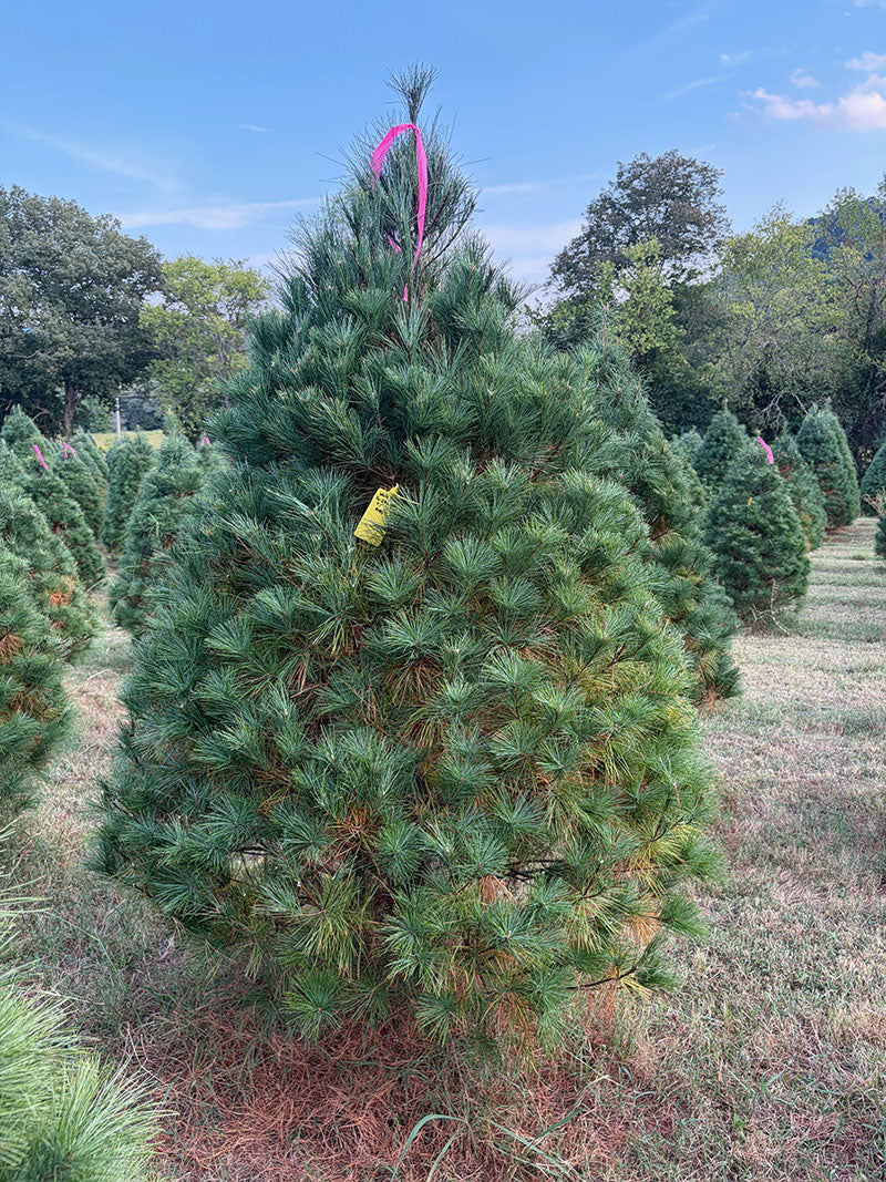 7' 1" Ball and Burlap White Pine, 55" Base