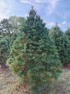 7' 1" Ball and Burlap White Pine, 55" Base