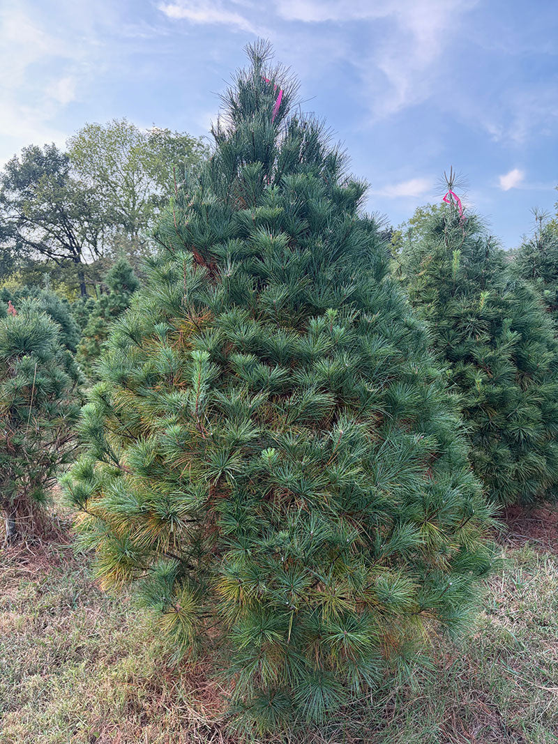 7' 1" Ball and Burlap White Pine, 55" Base