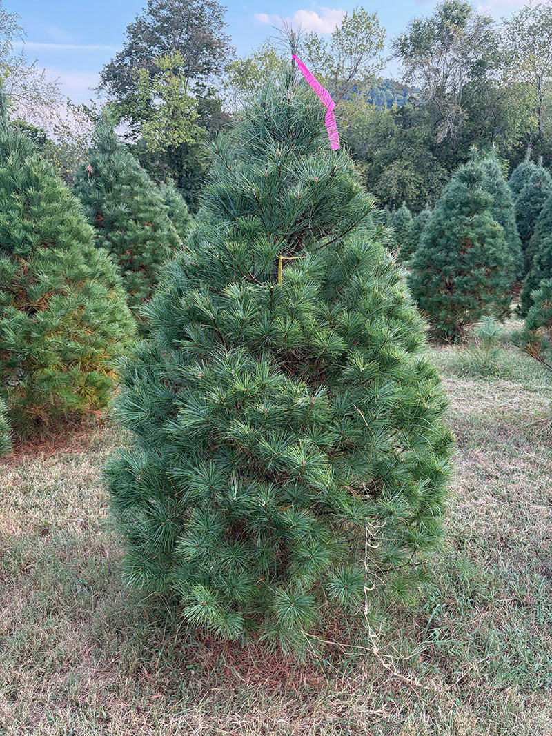6' 4" Ball and Burlap White Pine, 47" Base