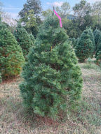 6' 4" Ball and Burlap White Pine, 47" Base