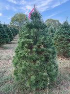 6' 4" Ball and Burlap White Pine, 47" Base