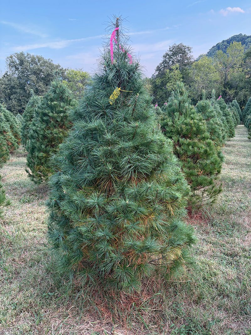 6' 1" Ball and Burlap White Pine, 45" Base