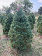 6' 1" Ball and Burlap White Pine, 45" Base