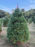 6' 7" Ball and Burlap White Pine, 50" Base