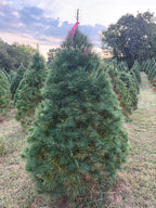 6' 7" Ball and Burlap White Pine, 50" Base