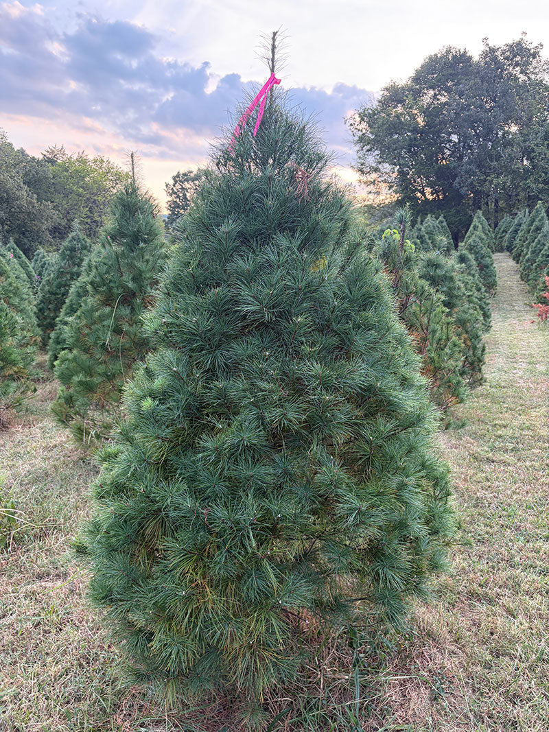 6' 7" Ball and Burlap White Pine, 50" Base