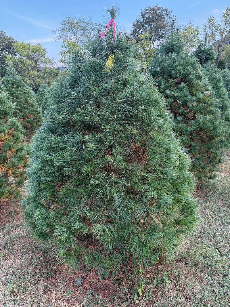 6' 3" Ball and Burlap White Pine, 51" Base