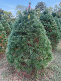 6' 3" Ball and Burlap White Pine, 51" Base