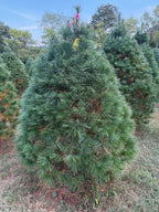 6' 3" Ball and Burlap White Pine, 51" Base